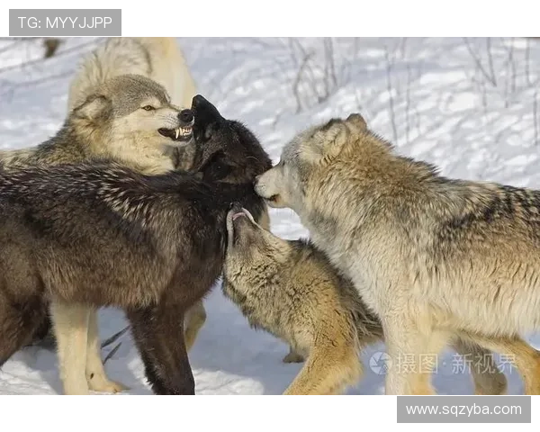群狼齐心协力磨利爪森林狼训练日常展现团队精神